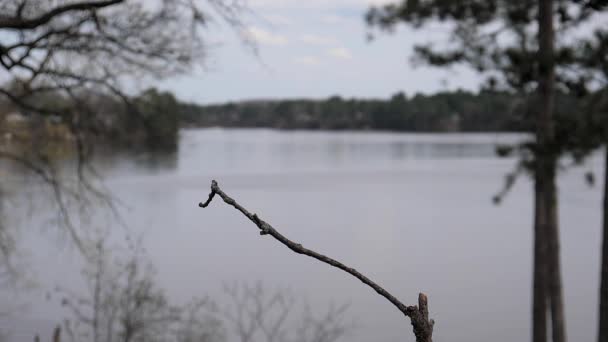 Fågeln Landar Gren Att Äta Nöt Mellan Fötterna — Stockvideo