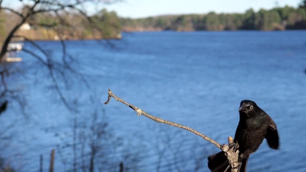 Oiseau Atterrit Sur Une Branche Face Lac — Video