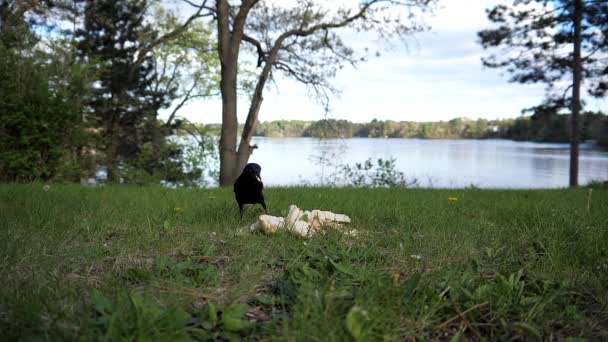 Oiseau Remplit Son Bec Nombreuses Noix — Video