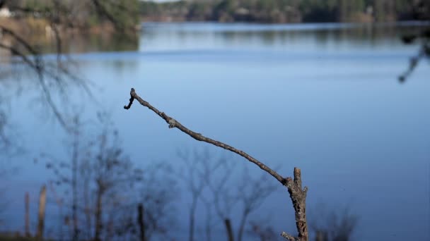 Vogel Landt Een Perch Tegenover Een Meer Herfst — Stockvideo