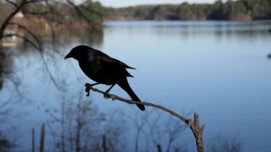 Bir kuş atlama kameraya doğru bir şube kapalı.