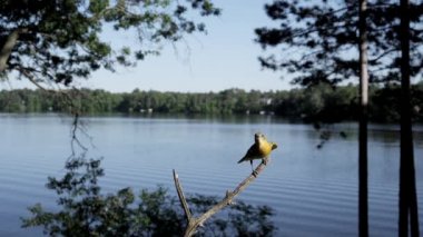 Yavaş çekimde bir dalı başka bir kuş bir kuş saldırıları.