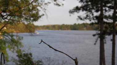 Bir şube önünde bir Gölü kuş topraklarda.