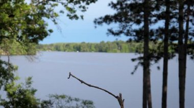 Ağır çekim yakın küçük bir göl sonra uzağa uçar önünde bir şube açılış bir kuş çekim.