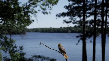 Bir kuş bir kenara başka bir kuş bir dalda itiyor..