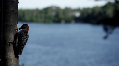 Ağaçkakan bir gölün yanında bir somun bütün yutar.