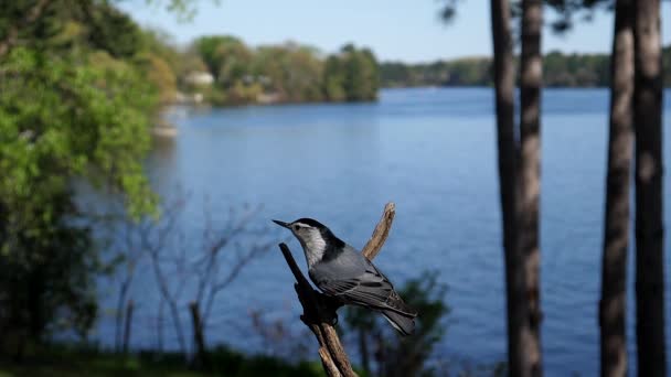 Nuthatch Pássaro Voa Para Longe Ramo Por Lago — Vídeo de Stock