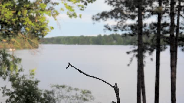 鸟从远处飞进来 落在湖边的树枝上 — 图库视频影像