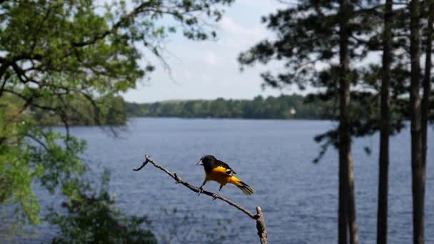 Houblon Oiseau Une Branche Devant Lac — Video