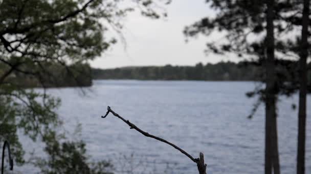 Bird Atterrit Près Lac Par Temps Couvert — Video