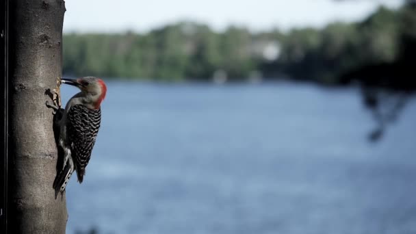 Hackspett Flyger Iväg Bort Fjärran — Stockvideo