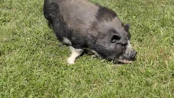 Slow Motion Clip Small Pig Eating Grass — Stock Video