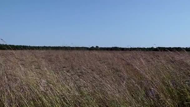 草原草在风中轻轻吹来摇去 — 图库视频影像
