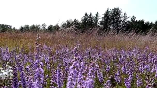 Prairie Wildflowers Blazen Zwaaiend Wind — Stockvideo