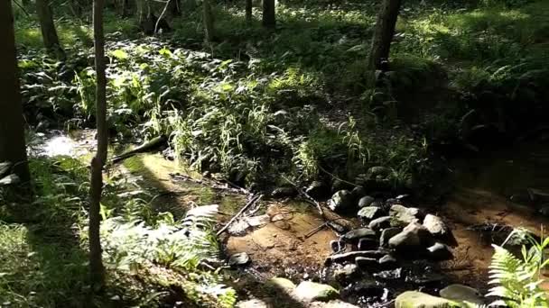 Panorama Wirtualna Małego Strumienia Głęboko Lesie — Wideo stockowe