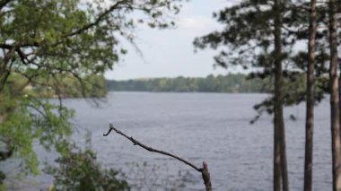 Starling yengeçler içine bir dalda bir göl kenarında arazi için yüksek rüzgarlar.