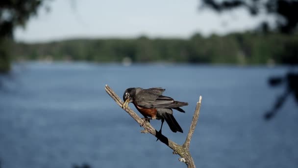 Robin Nettoie Son Bec Sur Une Branche Avec Lac Arrière — Video