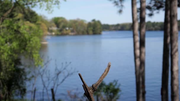 一只红翼黑鸟落在一根树枝上 背景是一个湖 — 图库视频影像