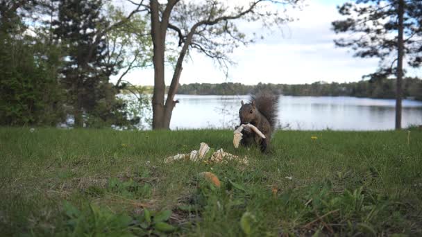 Wiewiórka Spożywa Chleb Trawnika Jeziorem Tle — Wideo stockowe
