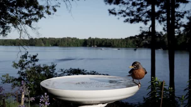湖のほとりに深すぎる鳥の浴室でお風呂に苦労するロビン — ストック動画