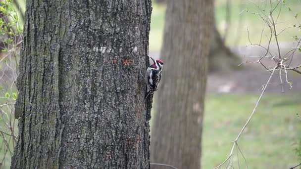 Sonde Les Trous Sapsucker Ventre Jaune Dans Arbre Pour Sève — Video