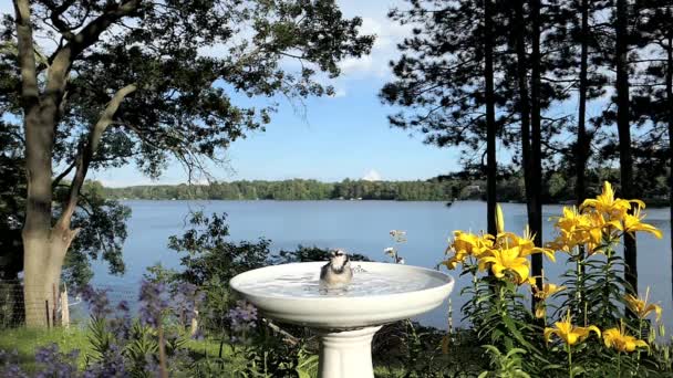 Blue Jay Bathing Interrupted Robin — Stock Video