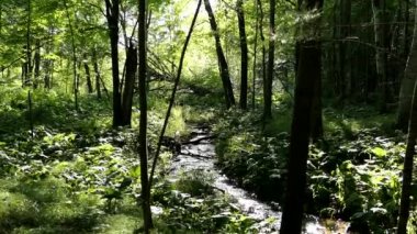 Küçük bir bardak kaydırma akışı ormanın içinde.