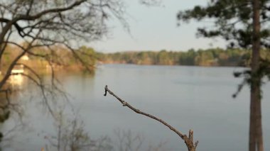 Lakeside levrek topraklarda bülbül siyah şapkalı.