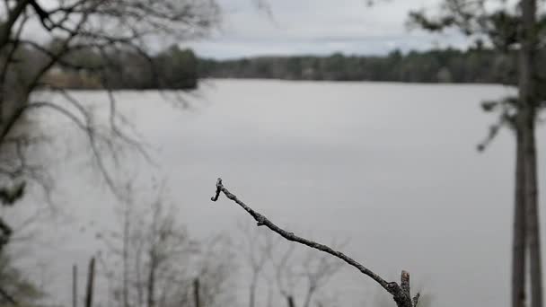 Cardinal Atterrit Par Temps Couvert Près Lac — Video