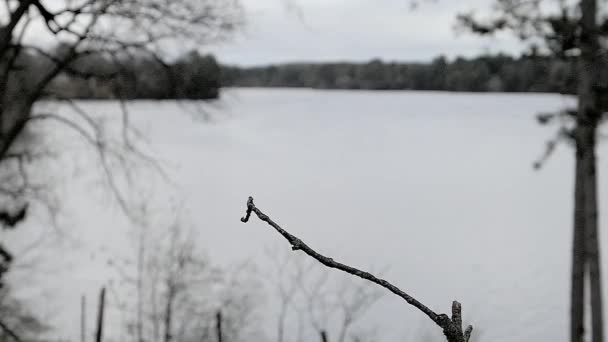 Jay Azul Aterriza Una Percha Junto Lago Con Materiales Anidación — Vídeo de stock