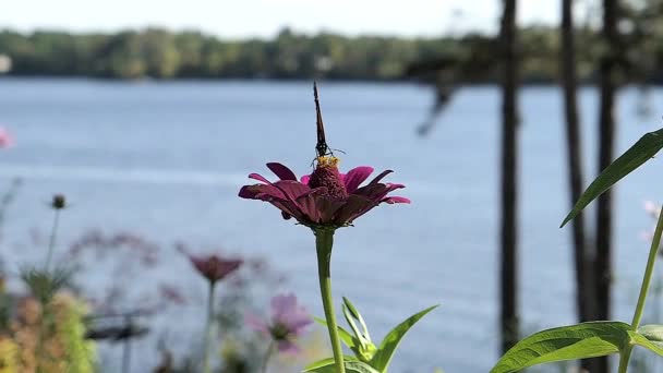 Farfalla Monarca Decolla Fiore Dopo Aver Ottenuto Nettare Lago — Video Stock