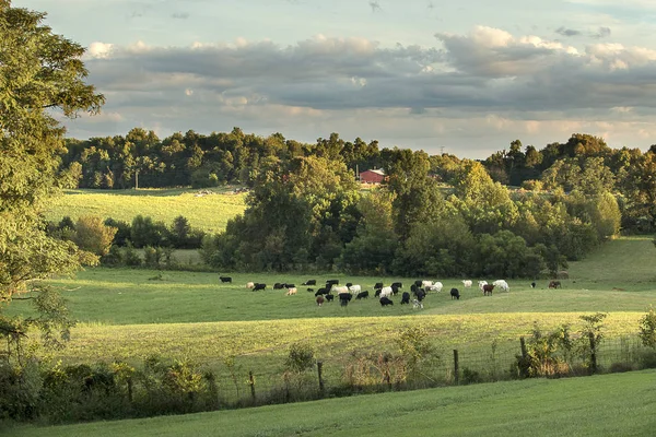 Cows Grazing Late Afternoon Sun Southern Indiana — Stock Photo, Image