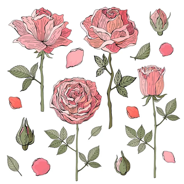 Ροζ Κόκκινο Τριαντάφυλλο Λευκό Φόντο Βοτανική Απεικόνιση Μεμονωμένο Αντικείμενο Διάνυσμα — Διανυσματικό Αρχείο