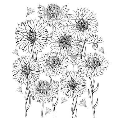 Cornflower çiçekleri ile boyama sayfaları, çocuklar ve yetişkinler için zentangle çizimler kitap veya beyaz arka plan izole yüksek detay ile dövmeboyama. Çiçeğin vektör monokrom çizimi.