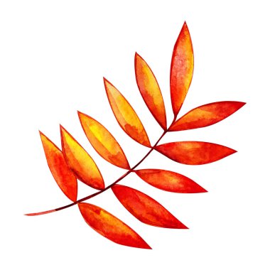 Beyaz bir arka planda renkli suluboya Rowan yaprağı. Beyaz arka planda izole suluboya sonbahar yaprağı. Sonbahar suluboya illüstrasyon.