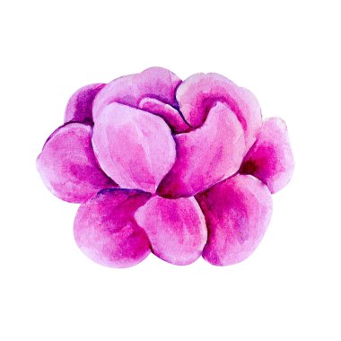 Suluboya pembe bahar çiçek kiraz, Elma, Sakura. Nazik, romantik. Beyaz arka planda yalıtılmış nesne. Bir sakura suluboya botanik illüstrasyon. Tebrikler, düğün veya kartlar için paket.