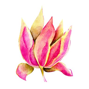 Suluboya pembe bahar çiçeği. Nazik, romantik. Beyaz arka planda yalıtılmış nesne. Bir sakura suluboya botanik illüstrasyon. Tebrikler, düğün veya kartlar için paket.