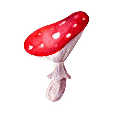 Suluboya kırmızı sinek agaric. Orman mantarı. Sonbahar ormanı. Beyaz arka planda yalıtılmış nesne. Sevimli elle çizilmiş . muhteşem mantar.