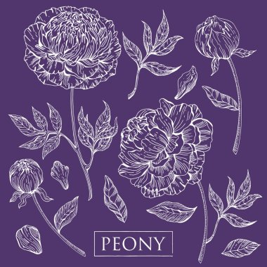 Renkli bir arka plan üzerinde tek renkli beyaz çizgi içinde şakayık. Şakayık ile ayarlayın. Arka planda yalıtılmış nesneler. Sezonun çiçek tasarımı için farklı unsurlar. Gerçekçi bir tarzda çiçek krokisi.