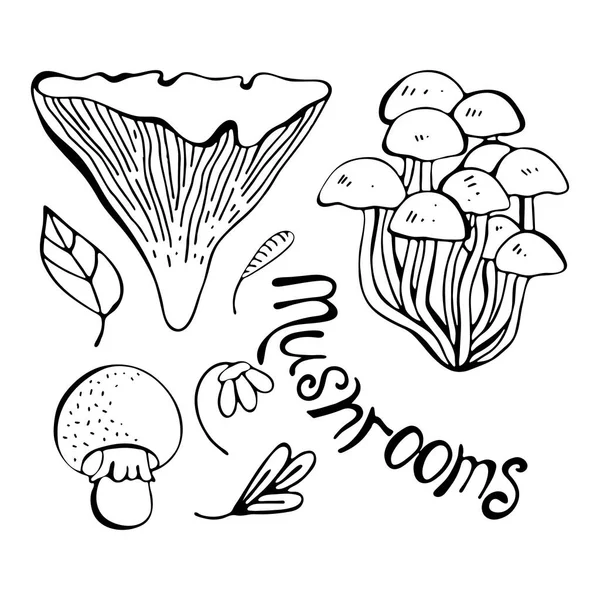 Set vectorial de ciuperci forestiere monocrome. Desen de mână linie neagră. Obiecte izolate pe fundal alb. Scrisoare. Sortiment de ciuperci, ciuperci albe, ciuperci de miere, chanterelles , — Vector de stoc