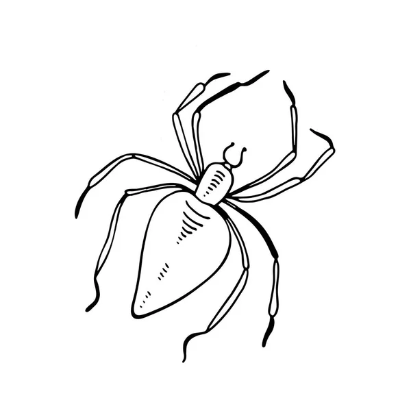 Aranha ilustração aranhas tipo jardim-aranha. Vetor aranha aracnídeo inseto animal assustador medo horror. Férias perigo bug halloween assustador assustador fobia veneno perigoso aranhas aranhas tarântula —  Vetores de Stock