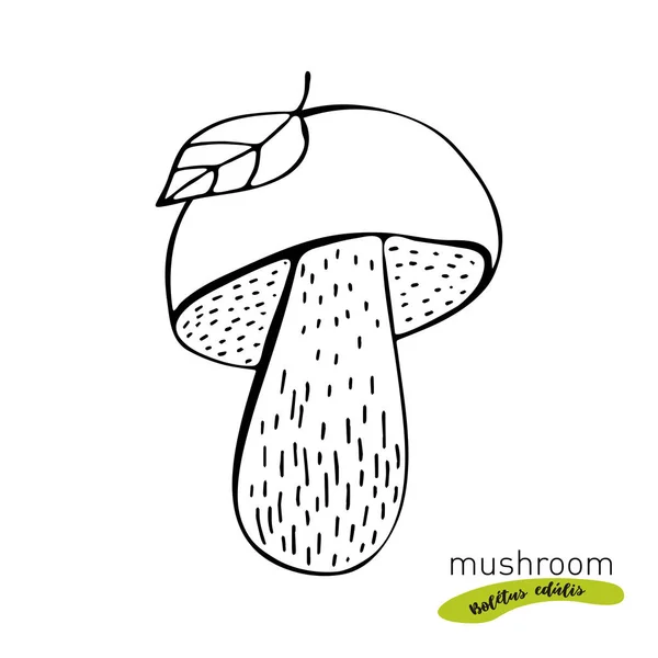 Ciuperci Porcini ilustrație vectorială desenată manual. Schiță desen alimentar izolat pe fundal alb. Produs vegetarian organic. Boletus edulis. Excelent pentru meniu, etichetă, ambalaj produs , — Vector de stoc