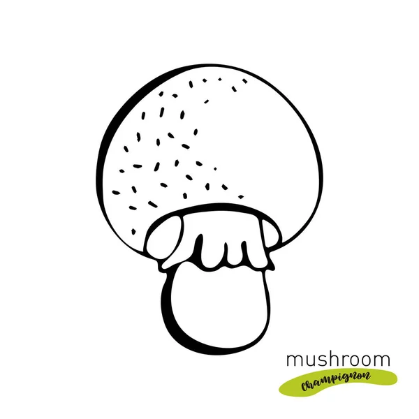 Ciuperca Champignon desenată manual ilustrație vectorială. Schiță desen alimentar izolat pe fundal alb. Produs vegetarian organic. Excelent pentru meniu, etichetă, ambalaj produs , — Vector de stoc