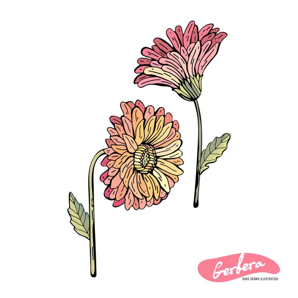 Gerberas rouges, orange, roses, jaunes isolés sur fond blanc. Illustration botanique vintage. Objet isolé vectoriel. Ensemble de feuilles, fleurs, tiges, pétales. Tirer les mains . — Image vectorielle