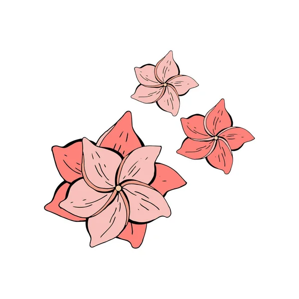 Exotische zomer roze bloemen. Plumeria. Vector object op witte achtergrond. Retro stijl. In afzondering. Hand tekening. Tropische plant. — Stockvector