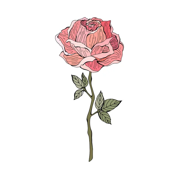 Ροζ, κόκκινο τριαντάφυλλο σε λευκό φόντο. Βοτανική απεικόνιση. Μεμονωμένο αντικείμενο με διάνυσμα. Vintage στυλ. — Διανυσματικό Αρχείο
