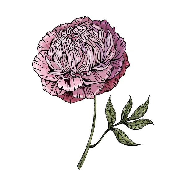 Pivoine rose lilas sur fond blanc. Illustration botanique. Objet isolé vectoriel. Style vintage . — Image vectorielle