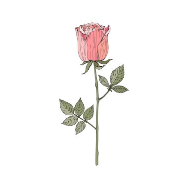 Pembe, beyaz arka plan üzerine kırmızı gül. Botanik illüstrasyon. Vektör yalıtılmış nesne. Vintage tarzı.