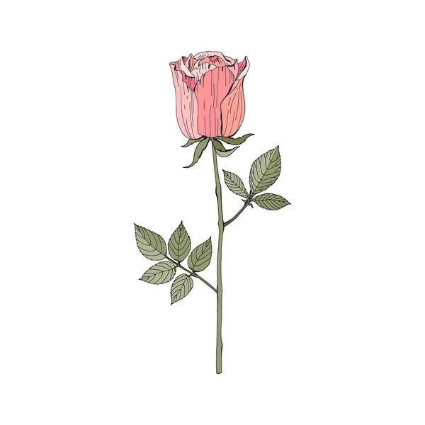 Rose, rose rouge sur fond blanc. Illustration botanique. Objet isolé vectoriel. Style vintage . — Image vectorielle