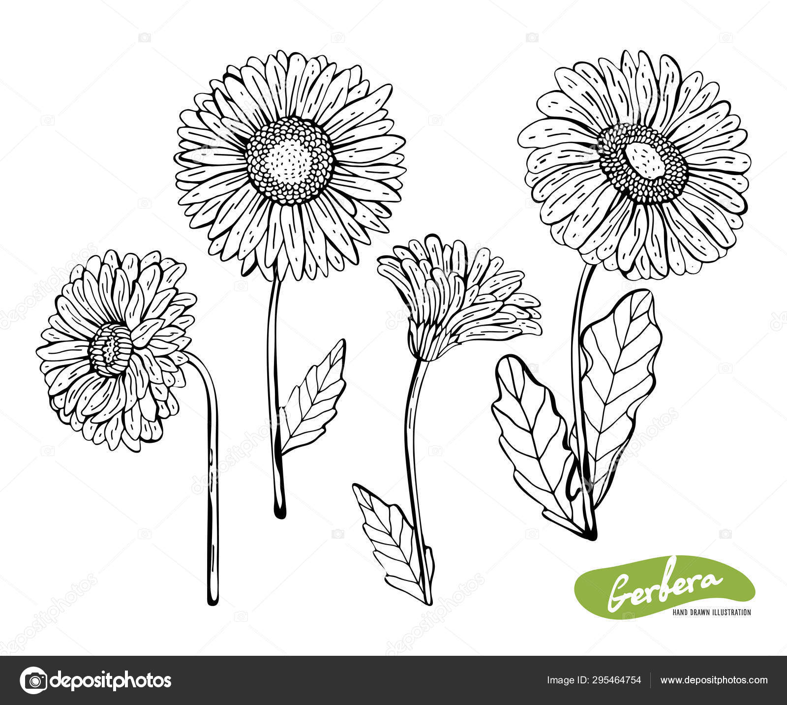 ヴィンテージスタイルでガーバーデイジーの花の手描きモノクロイラストのベクトルセット 白い背景に隔離された黒と白の花 黒いペンとインクを使用した植物スケッチ ストックベクター C Catrin1309